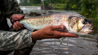 La pêche dhiver à balkhache 2016