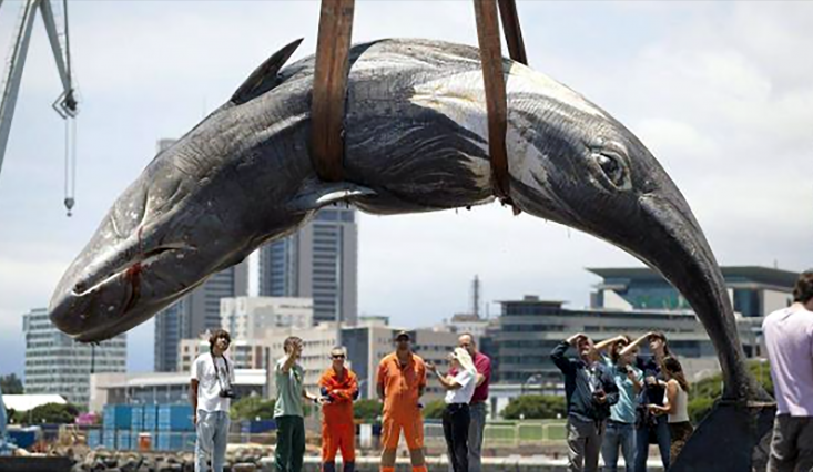Le Japon reprend la pêche à la baleine … - LAFAUTEAROUSSEAU
