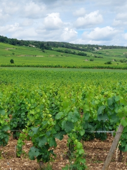 Le paysage viticole
