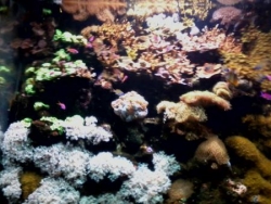 Aquarium_14.jpg