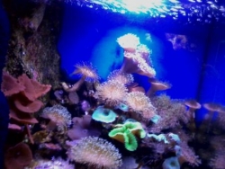 Agde 2014 - Aquarium