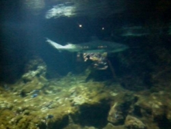 Aquarium_24.jpg
