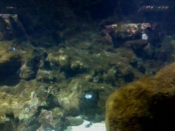 Aquarium_22.jpg