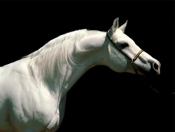 Test 10