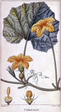 citrouille,plantes comestibles,lutte contre la vie chère,nouvelle-calédonie