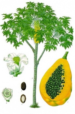 Carica papaya.jpg