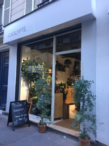 Eukalypte, un peu de vert dans le quartier