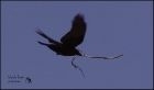 corbeau.jpg