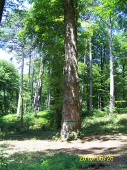 Forêt Retz_Dumas