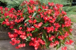 Begonia-dragon-wing-red