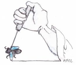 Mouches contaminantes.jpg