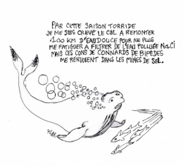 béluga,baleine,nageoire dorsale,cétacé