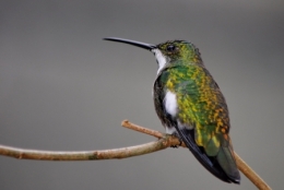 animaux iguazu_25.JPG