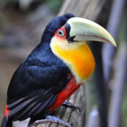 animaux iguazu_19.JPG