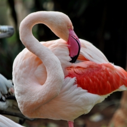 animaux iguazu_33.JPG