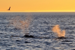 baleines franches valdes_25.JPG
