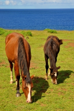 ile de paques_3.JPG