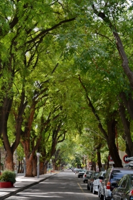 Mendoza _12.JPG
