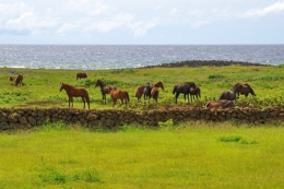 ile de paques_17.JPG