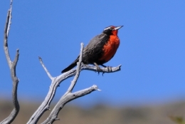 el calafate_01.JPG
