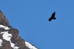 patagonie