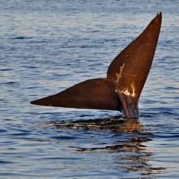 baleines franches valdes_07.JPG