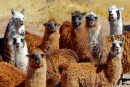 la quiaca argentine_02.JPG