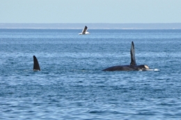 baleines franches valdes_16.JPG