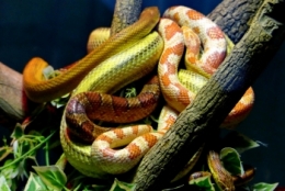zoo buenos aires_28.JPG
