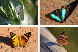 animaux iguazu_13.jpg