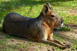 zoo buenos aires_03.JPG