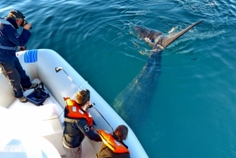 baleines franches valdes_20.jpg