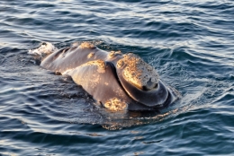 baleines franches valdes_15.JPG