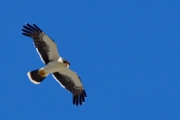 patagonie