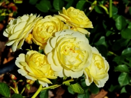 rosedal_02a.JPG