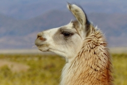 santa catalina argentina 07.jpg