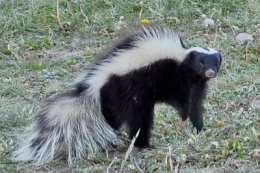 patagonie