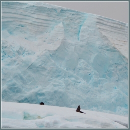 otarie à fourrure 05.JPG