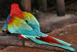 animaux iguazu_30.JPG