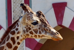 zoo buenos aires_33.JPG