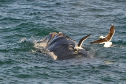 baleines franches valdes_04.JPG