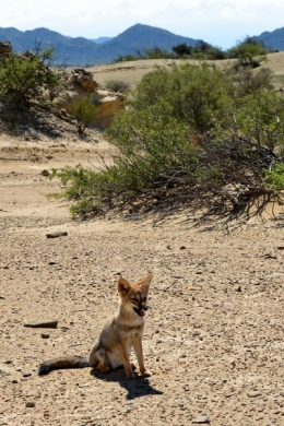 09) ischigualasto 05.jpg