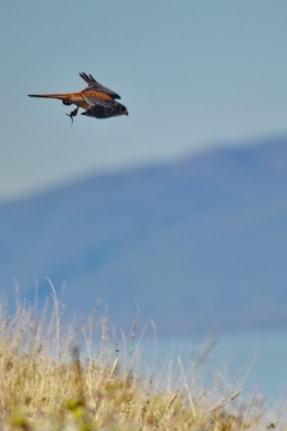 el calafate_04.JPG