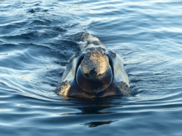 baleines franches valdes_17.JPG