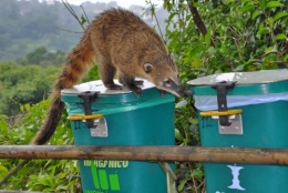 animaux iguazu_04.jpg