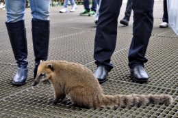 animaux iguazu_02.JPG