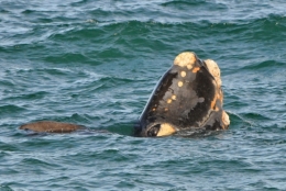 baleines franches valdes_03.jpg