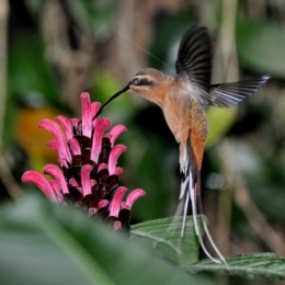 animaux iguazu_27.JPG