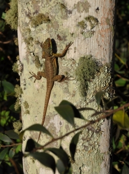 animaux iguazu_15.JPG