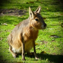 zoo buenos aires_02.JPG